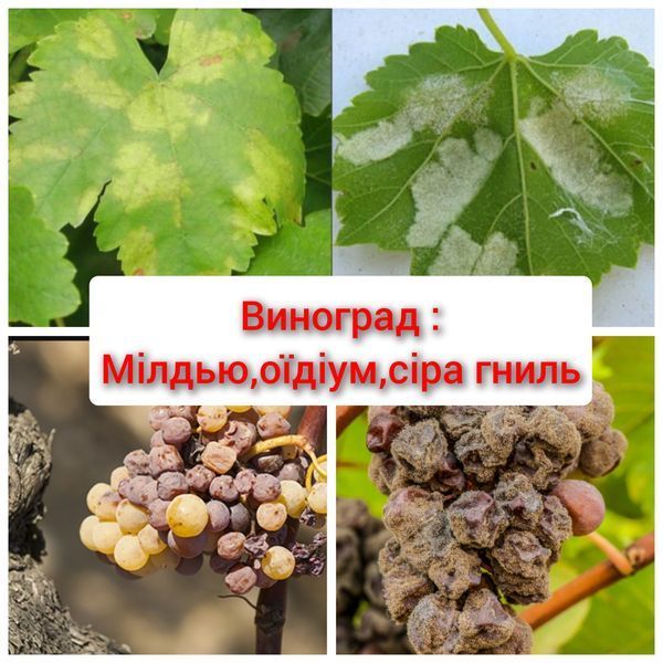 Йодофіт Засіб від хвороб PRE-FUN-2ml-45 фото