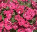 Петунія Cherry Sky вазон PLT-AN-VAZ-844 фото 1