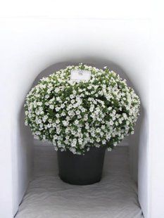 Петунія Itsy White кашпо 2.8л PLT-ITSY-2.8-1102 фото