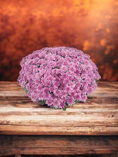 №45Хризантема Homerun Pink  мультифлора касетна розсада PLT-CH-45CAS-1379 фото