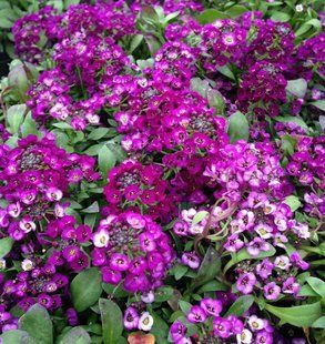 Алісум Clear Crystal Purple Shades напівпродукт касетна розсада PLT-AN-CAS-908 фото