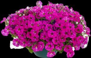 Петхоа  Pink Diva касетна розсада PLT-AN-CAS-628 фото