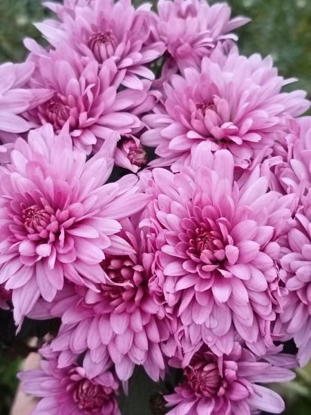 №45Хризантема Homerun Pink  мультифлора касетна розсада PLT-CH-45CAS-1379 фото