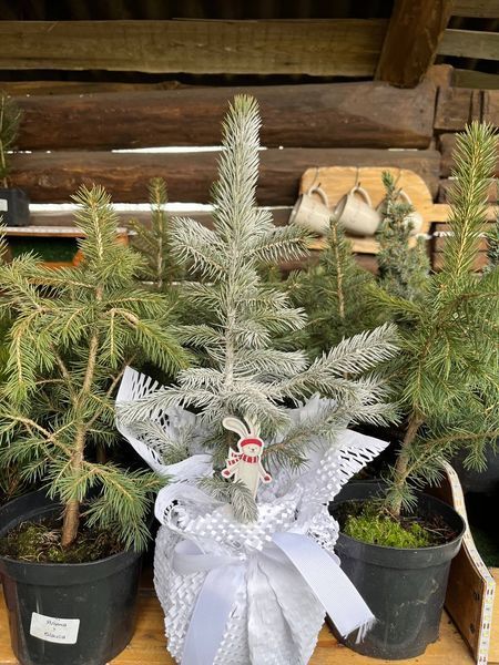 Ялина блакитна колюча Glauca  PLT-PIC-GLAU-1199 фото