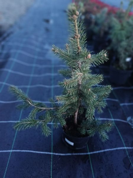 Ялина блакитна колюча Glauca  PLT-PIC-GLAU-1199 фото