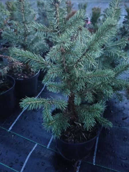Ялина блакитна колюча Glauca  PLT-PIC-GLAU-1199 фото