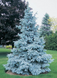 Ялина блакитна колюча Glauca  PLT-PIC-GLAU-1199 фото 1