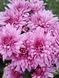 №45Хризантема Homerun Pink  мультифлора касетна розсада PLT-CH-45CAS-1379 фото 2