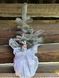 Ялина блакитна колюча Glauca  PLT-PIC-GLAU-1199 фото 4