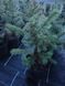 Ялина блакитна колюча Glauca  PLT-PIC-GLAU-1199 фото 3