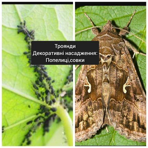 Антигусінь+Самшит засіб від шкідників та хвороб PRE-FUN-INS-115 фото