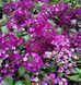 Алісум Clear Crystal Purple Shades напівпродукт касетна розсада PLT-AN-CAS-908 фото 1