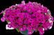 Петхоа  Pink Diva касетна розсада PLT-AN-CAS-628 фото 1