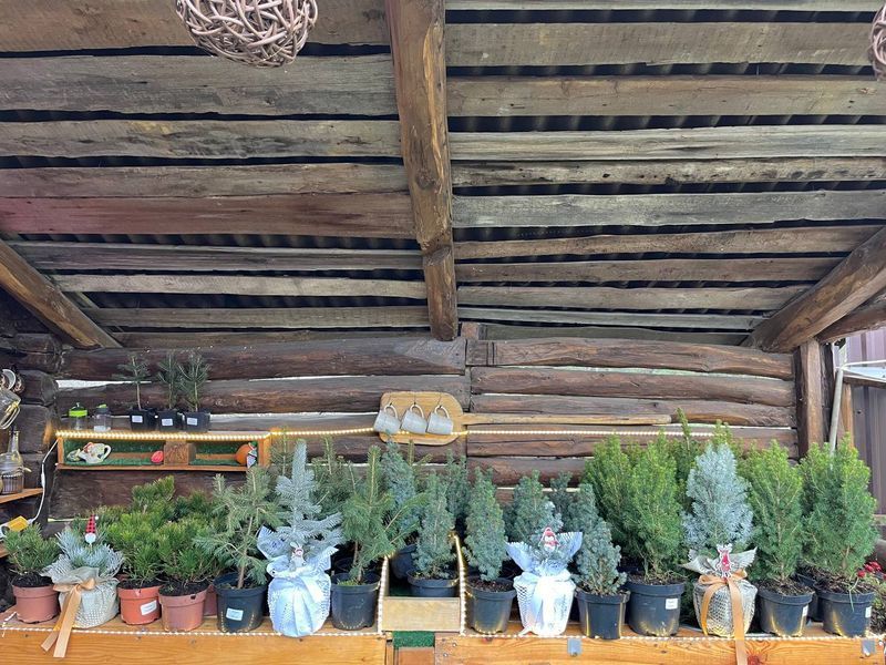 Ялина блакитна колюча Glauca  PLT-PIC-GLAU-1199 фото