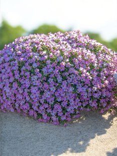 Петунія Itsy Light Pink кашпо 2.8л PLT-ITSY-2.8-1103 фото