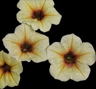 Петхоа Beutical French Vanilla касетна розсада PLT-AN-CAS-629 фото