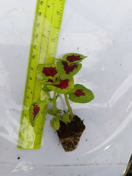 Колеус Wizard Rose напівпродукт касетна розсада PLT-AN-CAS-909 фото
