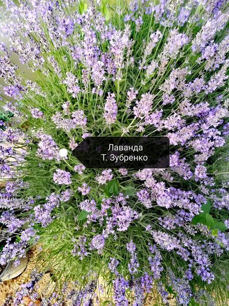 Лаванда звичайна PLT-PR-P9-456 фото